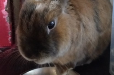 Small predator, protecting its prey (That little paw on the plate...)