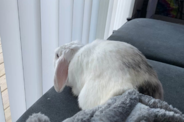 I have been forced to relinquish my former couch in the name of all bun kind. 🐰🐰