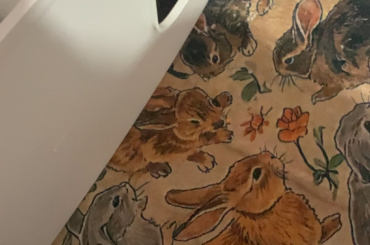 2 in the dig box, 1 in the litter box