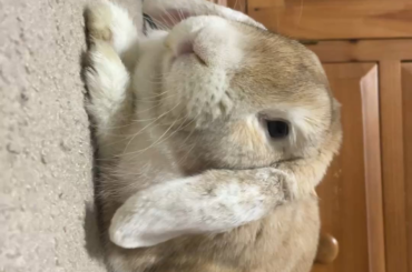 look at his fat happy ass purring after demanding i share MY apples with him. little thief that i can't help but love with all my heart 🙄