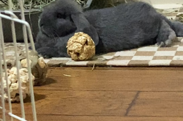 Why is he doing this