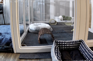 Bunny bounces off objects & might hurt himself