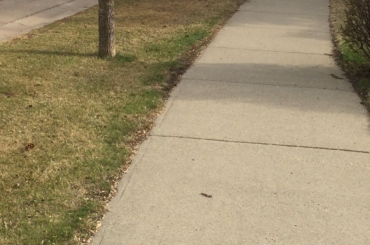 Thought I’d share a short video of wild jackrabbits I recorded a while back. ☺️