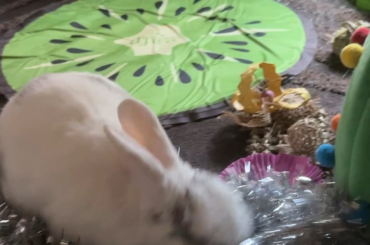 MERRY CHRISTMAS - Does anyone else’s bunny go crazy for tinsel