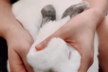 Castor hates taking medicine, but I think all has been forgiven