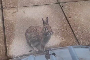 My bunny friend (Diva) saying goodbye before I head back to college 😭❤️