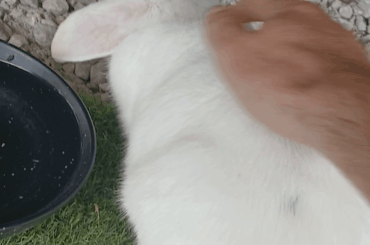 Flop from a random rabbit that visited me in my yard