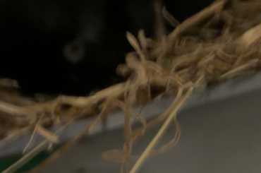 Are these happy honks!?