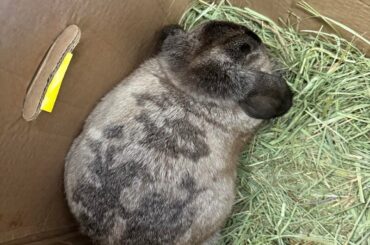 Disappearing (and reappearing) spots