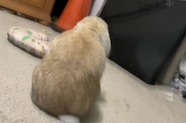 why's my rabbit tweaking