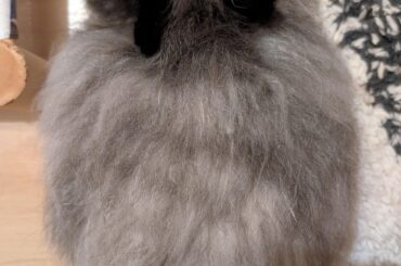 Seen from above, Shaun is nearly as wide as he is long