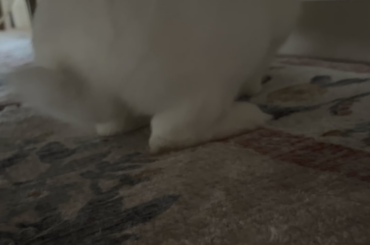 Paint me like one of your French buns