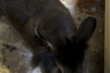 Do rabbits play, you ask?