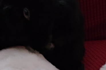 First Time Ear Cleaning