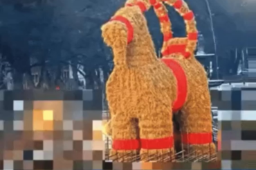 My rabbit when she wants pats.