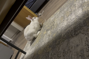 i have the worlds funniest bunny