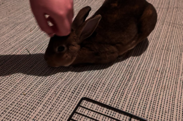 Is there a way to tell if he likes this or just tolerates it?