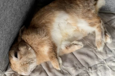 Rabbit🐰? or ... Sloth🦥?