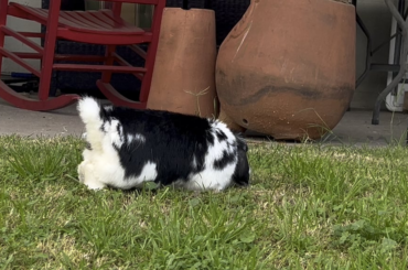 Why does my rabbit do this?