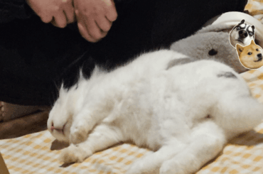 Bean the destroyer taking a power nap after climbing every piece of furniture in sight