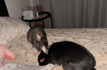 The bedbuns are here to bite 😧