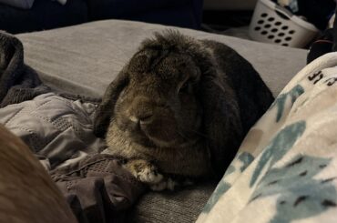 My bunny keeps peeing on everything all the time