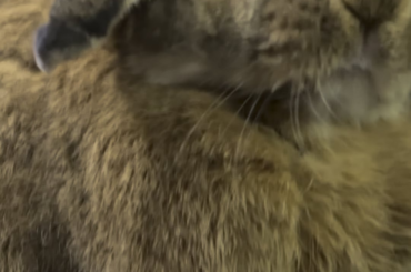 Any ideas on how to help my sweet girl?