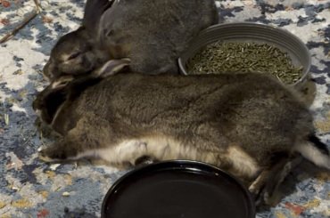 Relaxing by their bowl of free-feed Sherwood food