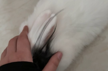 He literally melted when I started petting him 😭💗💗