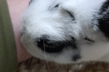 It may look like she is grooming my hand but she is actually stealing my heart 😭😭