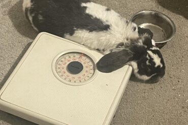 Somebun splooting in between an empty feed bowl and a pair of weighing scales 🤣