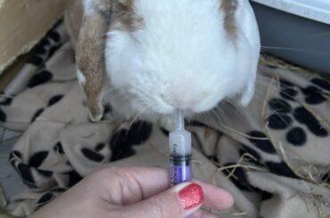 Rosco gave me stress for Christmas