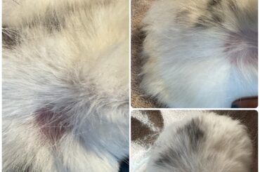 Ringworm or normal shedding?