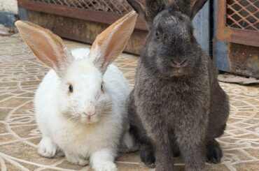 What do you think about my bunnies?