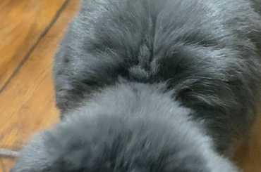 My boy is 12 weeks and a day old. We have been working on transitioning to veggies!