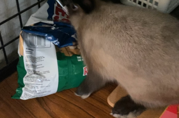 No thoughts. Just snacks