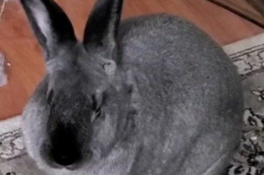 Why does she make this noise?