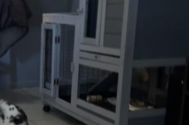 What do you guys think of this bed?