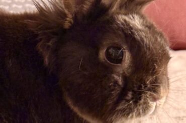 Dr. Bigwig’s new professional hairstyle.