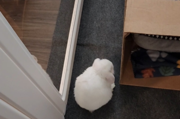 Head shake & ear itch problematic?