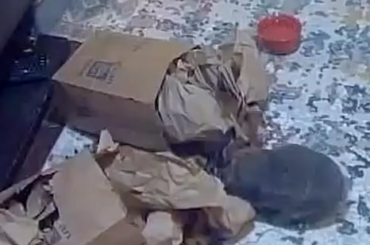 Ring camera catches such fun rabbit stuff. She pulls a vanishing act at the end of the clip lol