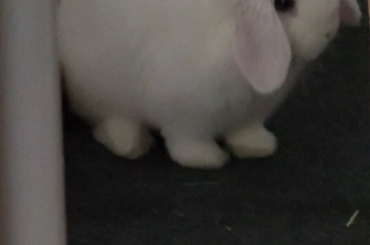 Bunny often pretends to eat something but his teeth are fine according to vets