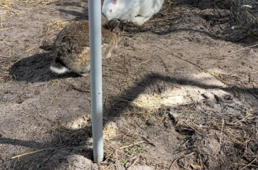 He’s a giant breed. Sometimes he looks splay legged to me but maybe because he needs to grow into his feet? His mom was enormous like capybara sized lol.