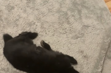 Is something wrong with my bunny?