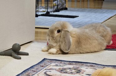 New bunny owner helloo