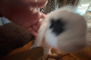 Rabbit ownership in 10 photos