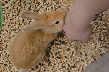 This bunny I met at a pet store kept licking me 🥹