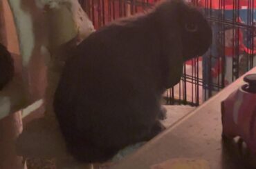 Update on blueberry’s beating atfer appointment news