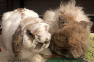 Nugget has a brother!