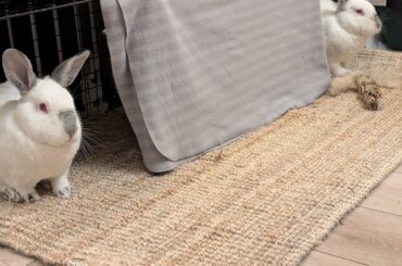 Banana and Strawberry engaging in some synchronized staring.